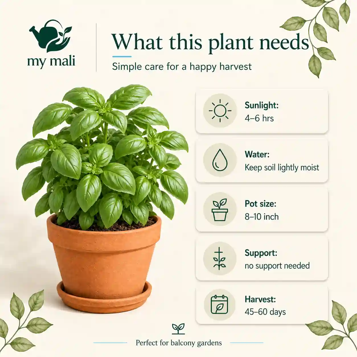 Italian Sweet Basil Seeds — image 5 of 5 (thumbnail)